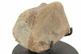Hadrosaur (Edmontosaur) Phalange With Metal Stand - Wyoming #214253-3